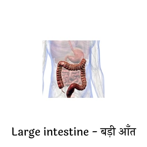 name 5 internal part of your body